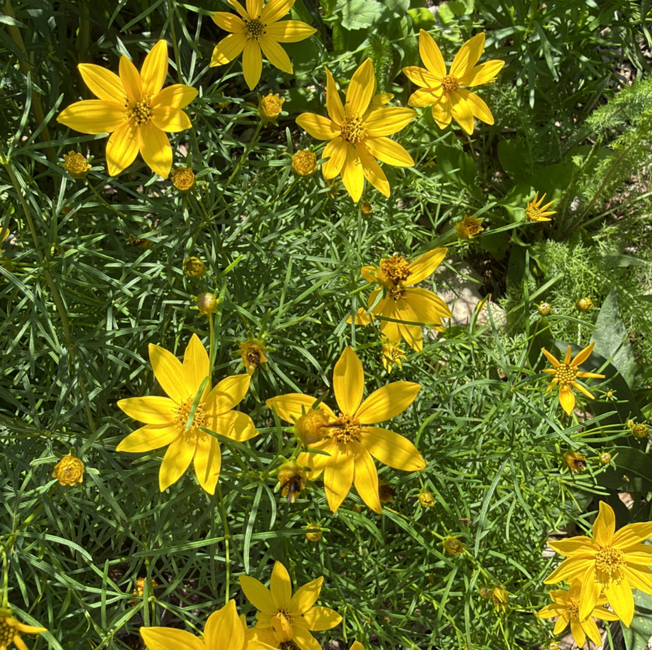 Coreopsis verticillata (Whorled Tickseed)