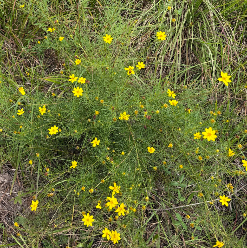 Coreopsis verticillata (Whorled Tickseed)
