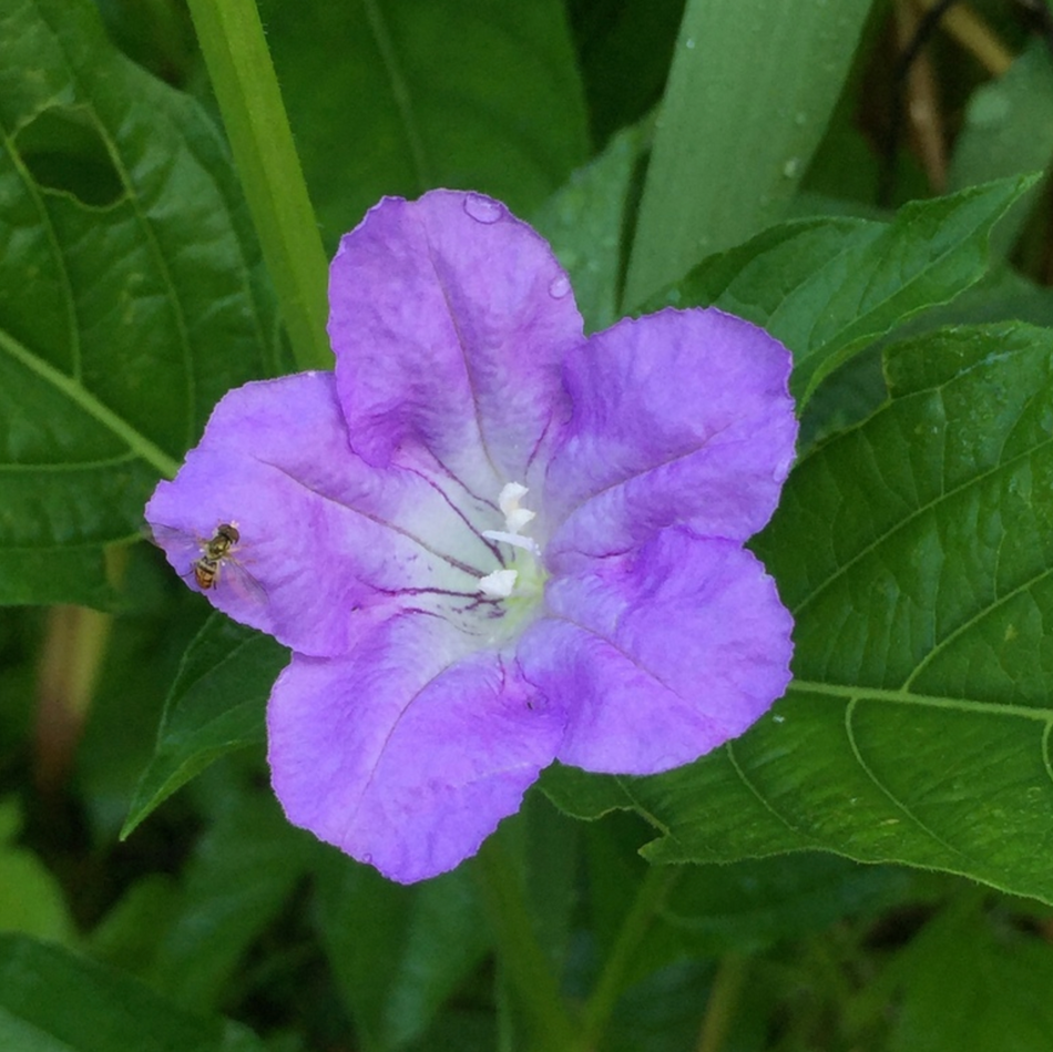 Ruellia strepens (Smooth wild petunia)