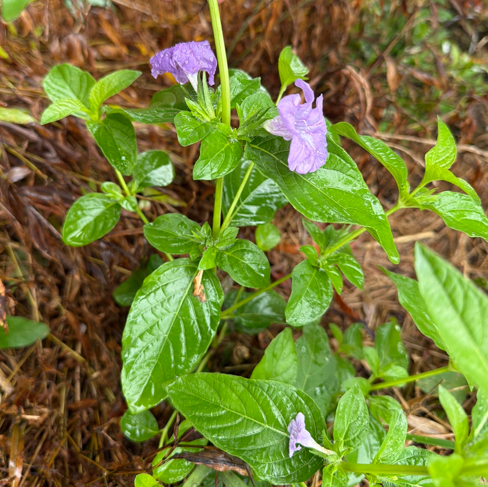Ruellia strepens (Smooth wild petunia)