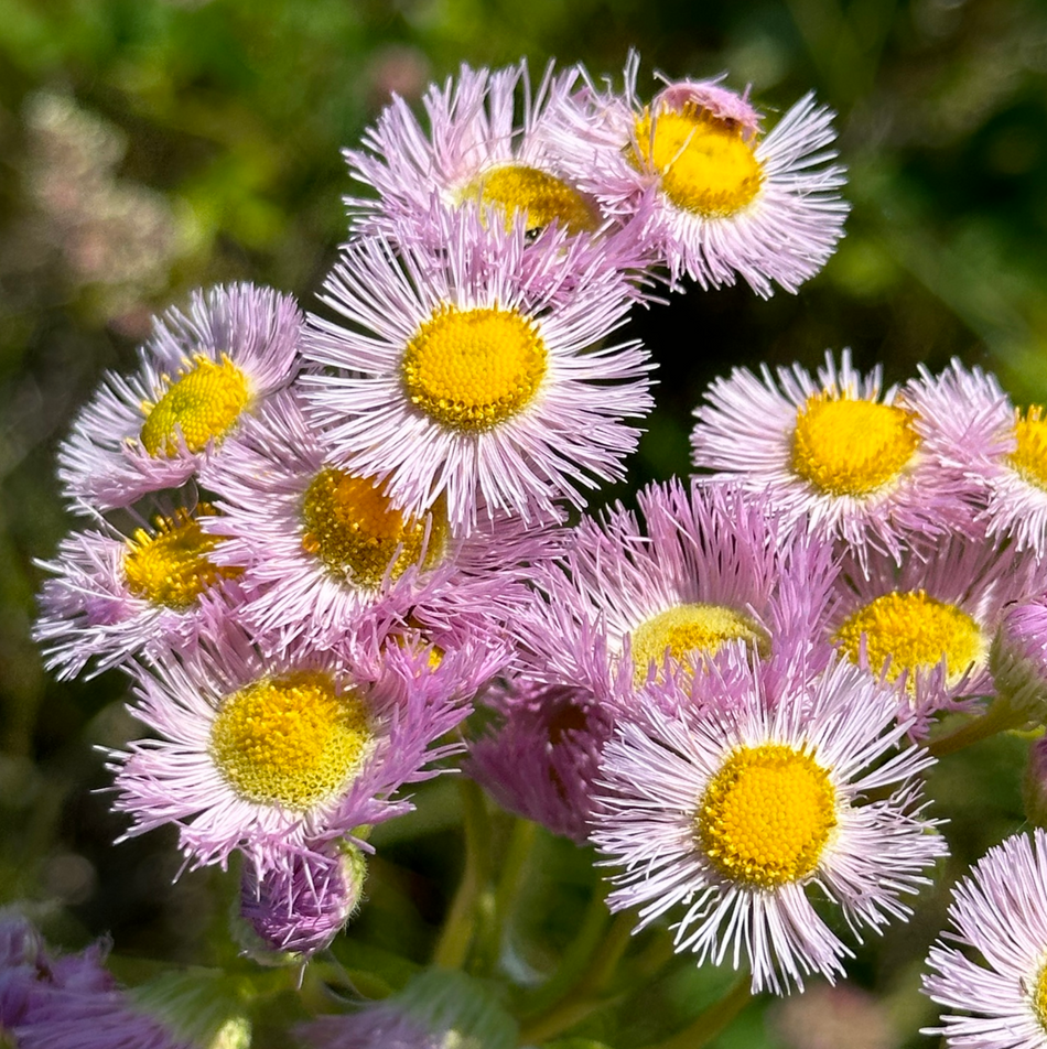 Erigeron philadelphicus (Philadelphia Fleabane)