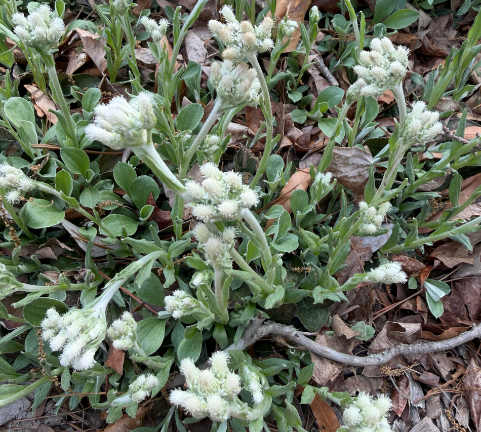 Antennaria parlinii (Parlin's Pussytoes)