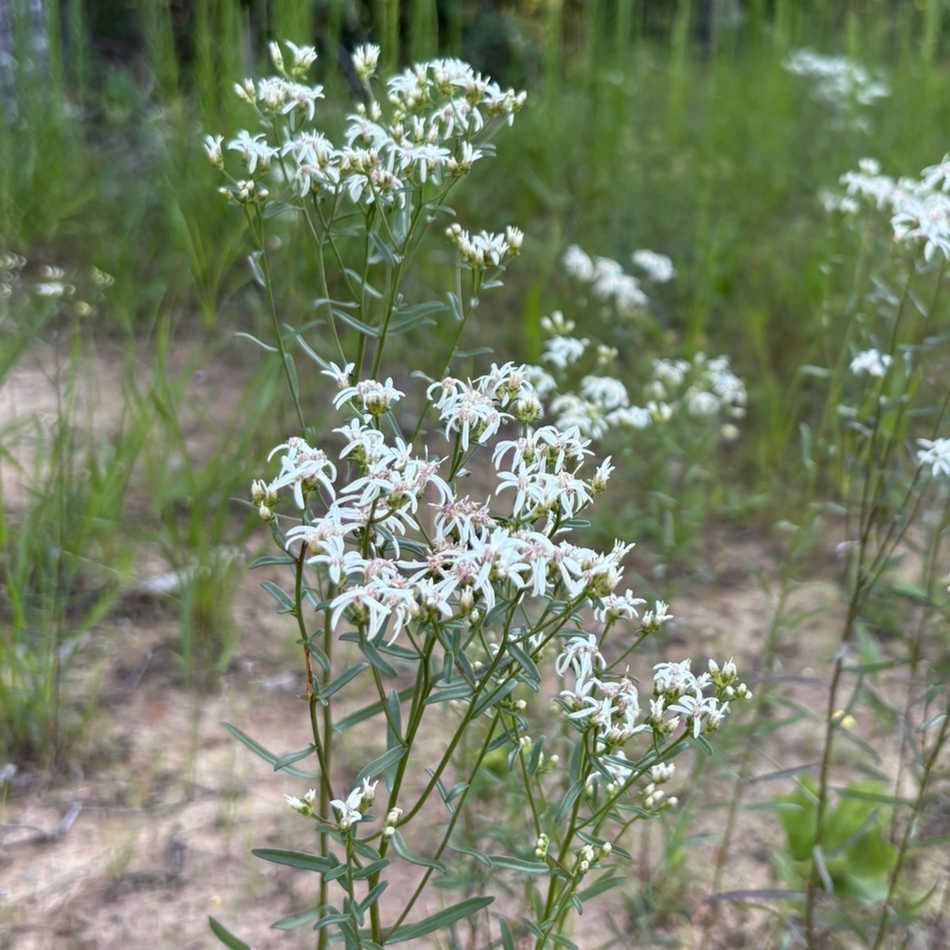Sericocarpus linifolius (Narrowleaf Whitetop Aster)
