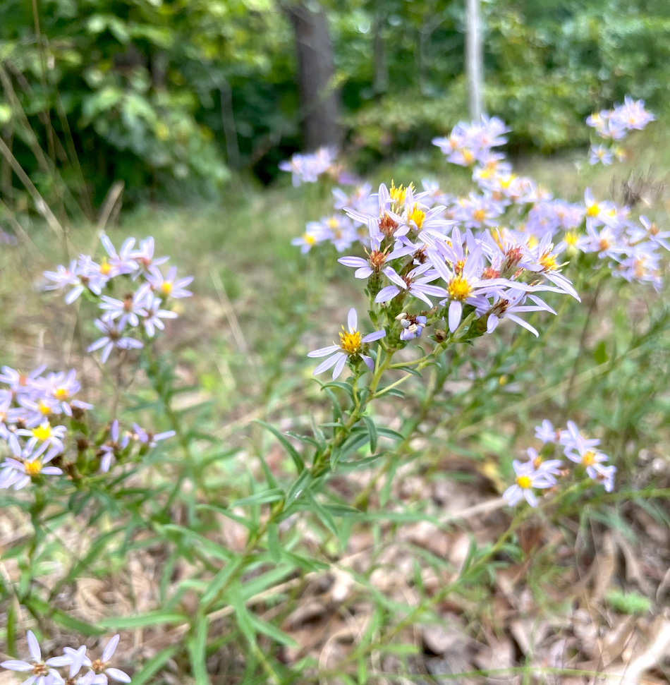 Eurybia compacta (Slender Aster)