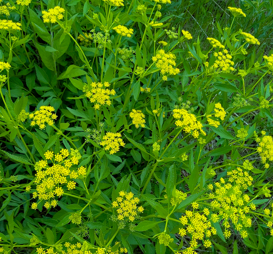 Zizia aurea (Golden Alexanders)