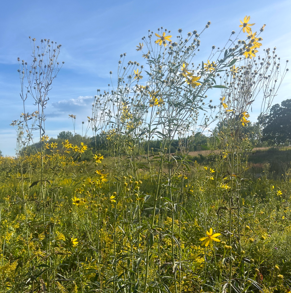 Coreopsis tripteris (Tall Tickseed)