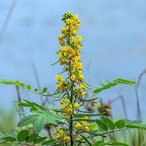 Senna Marilandica (Maryland Senna)