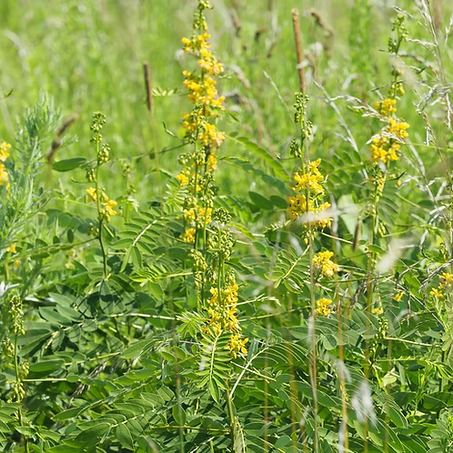 Senna Marilandica (Maryland Senna)