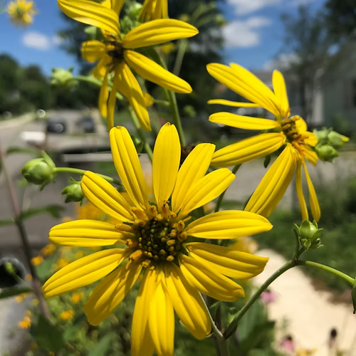 Silphium Asteriscus (Whorled Rosinweed)