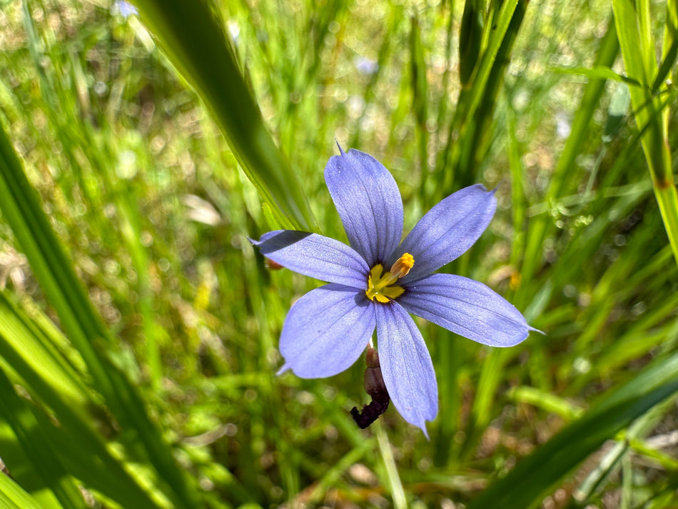 Sisyrinchium Angustifolium (Narrowleaf Blue-Eyed Grass)