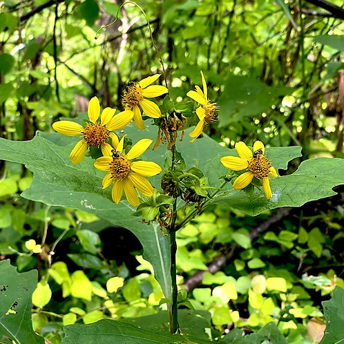 Smallanthus Uvedalia (Bear's Foot)