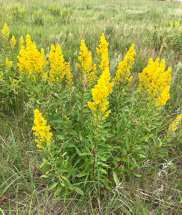 Solidago Speciosa (Showy Goldenrod)