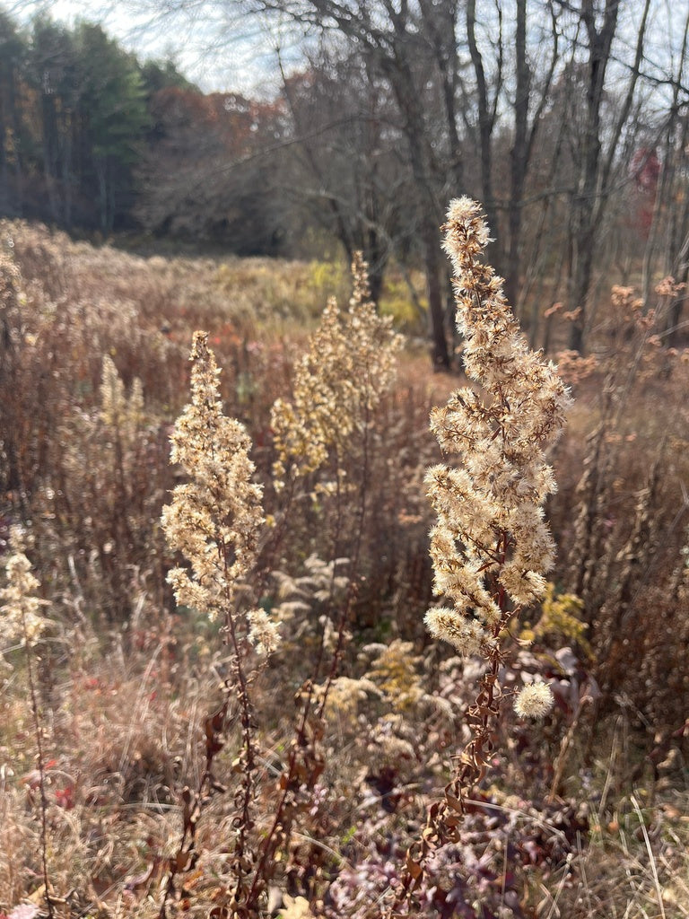 Solidago Speciosa (Showy Goldenrod)
