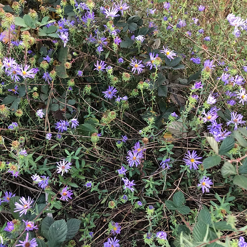Symphyotrichum Grandiflorum (Largeflower Aster) Seed Packet