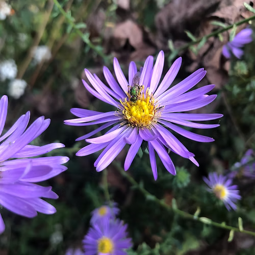 Symphyotrichum Grandiflorum (Largeflower Aster)