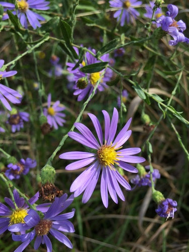 Symphyotrichum Patens (Late Purple Aster)