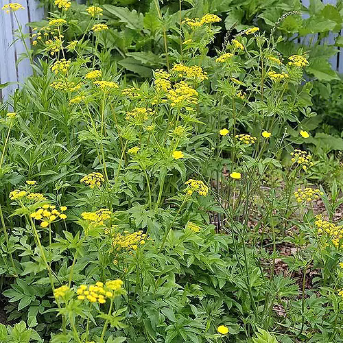 Zizia Aurea (Golden Alexanders) Seed Packet