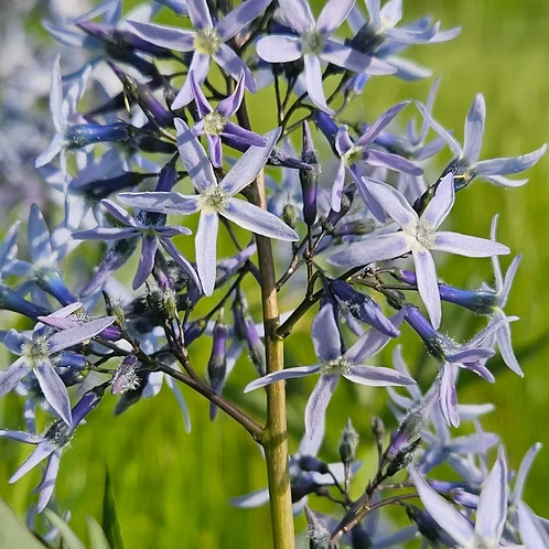 Amsonia Tabernaemontana Var. Salicifolia (Willow Bluestar)