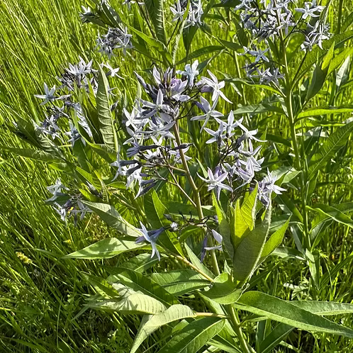 Amsonia Tabernaemontana Var. Salicifolia (Willow Bluestar)