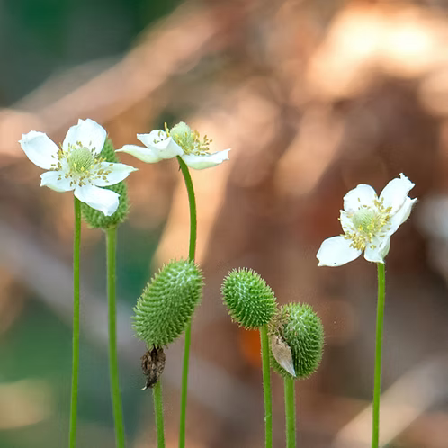 Anemone Virginiana (Tall Thimbleweed)