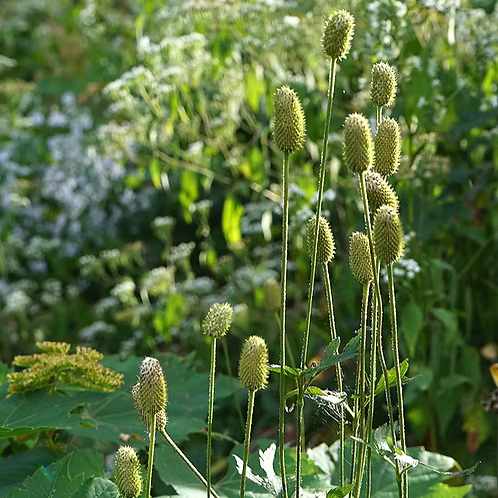 Anemone Virginiana (Tall Thimbleweed)