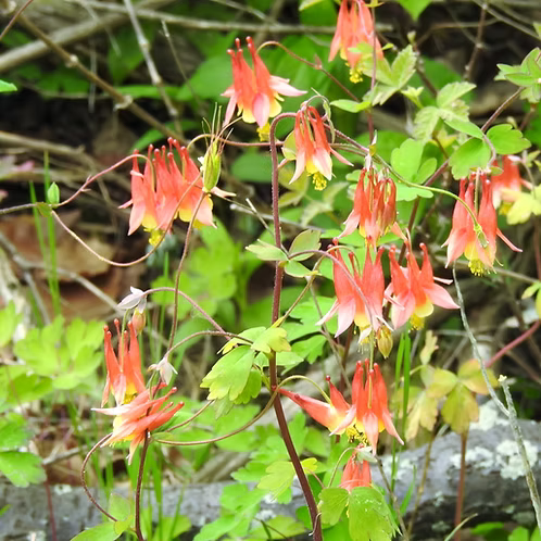 Aquilegia Canadensis (Eastern Red Columbine)