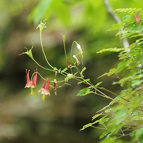 Aquilegia Canadensis (Eastern Red Columbine)