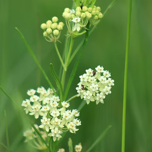 Asclepias Verticillata (Whorled Milkweed)