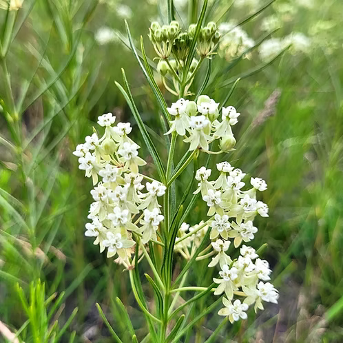 Asclepias Verticillata (Whorled Milkweed)