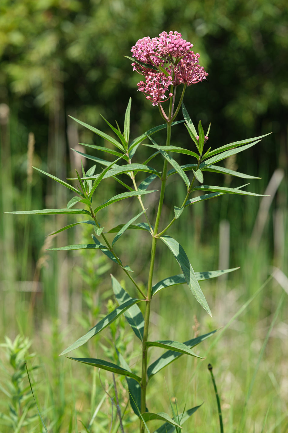 Asclepias Incarnata (Swamp Milkweed)