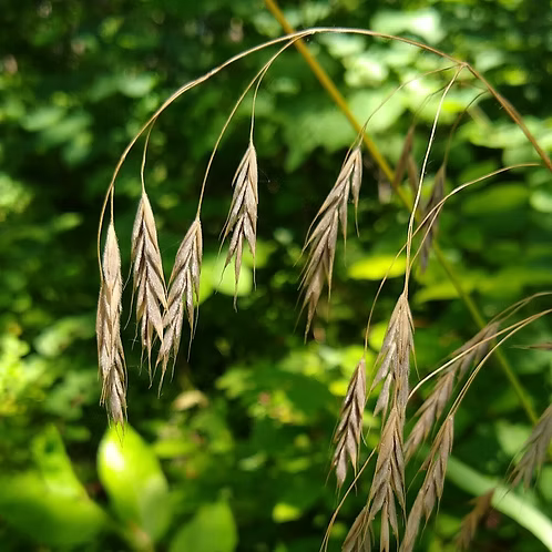 Bromus Pubescens (Hairy Woodland Brome)