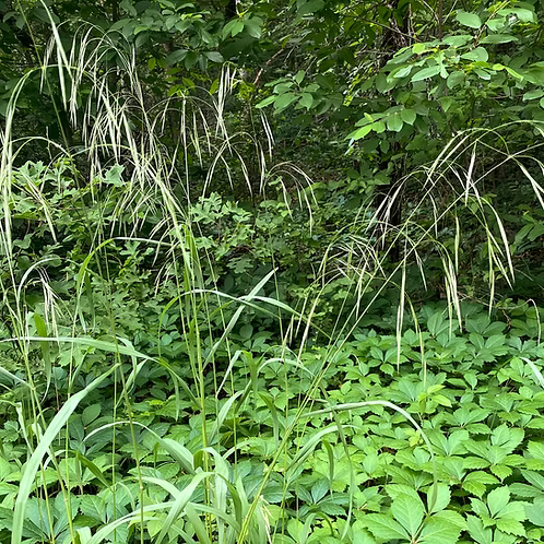 Bromus Pubescens (Hairy Woodland Brome)
