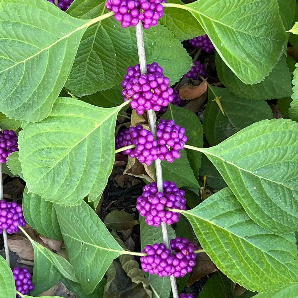 Callicarpa Americana (American Beautyberry) Seed Packet
