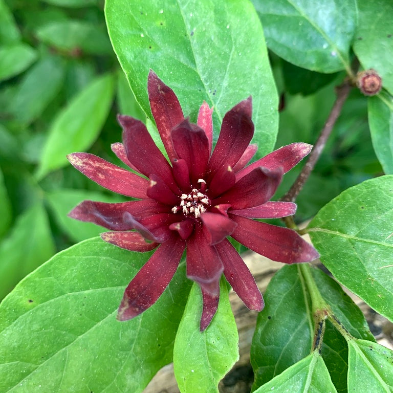 Calycanthus floridus (Eastern Sweetshrub)