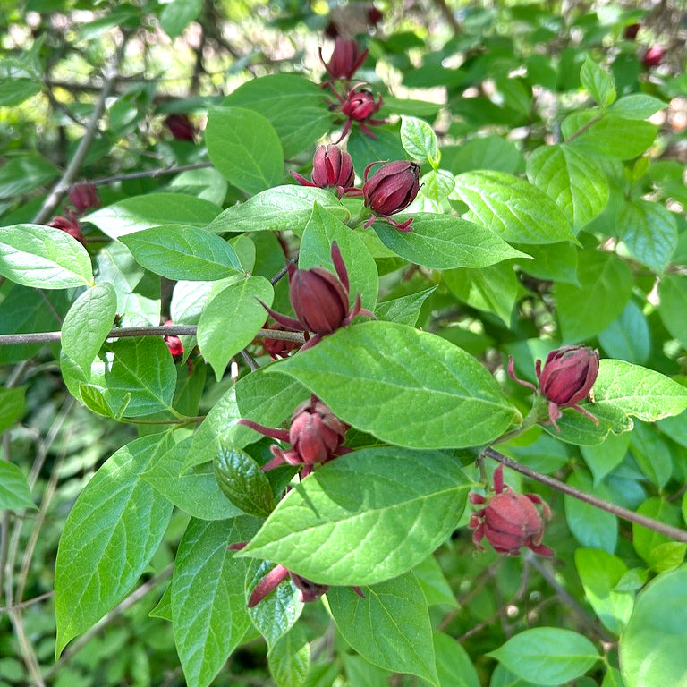 Calycanthus floridus (Eastern Sweetshrub)
