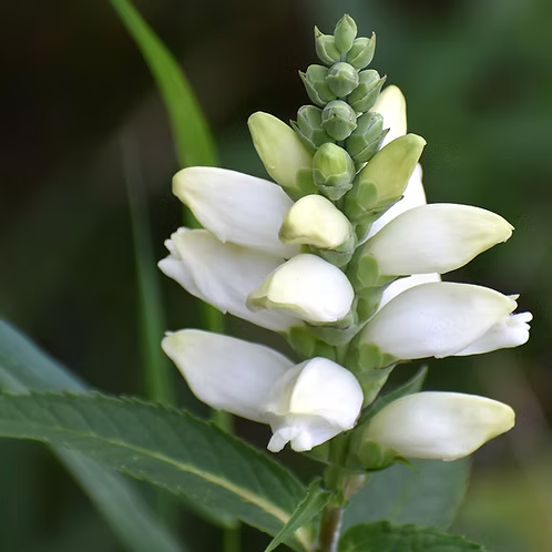 Chelone Glabra (White Turtlehead)