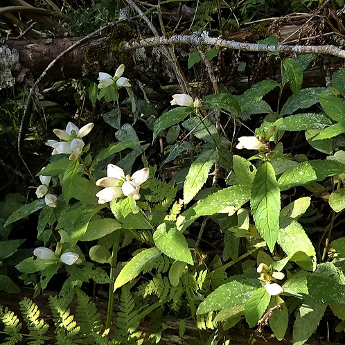 Chelone Glabra (White Turtlehead)