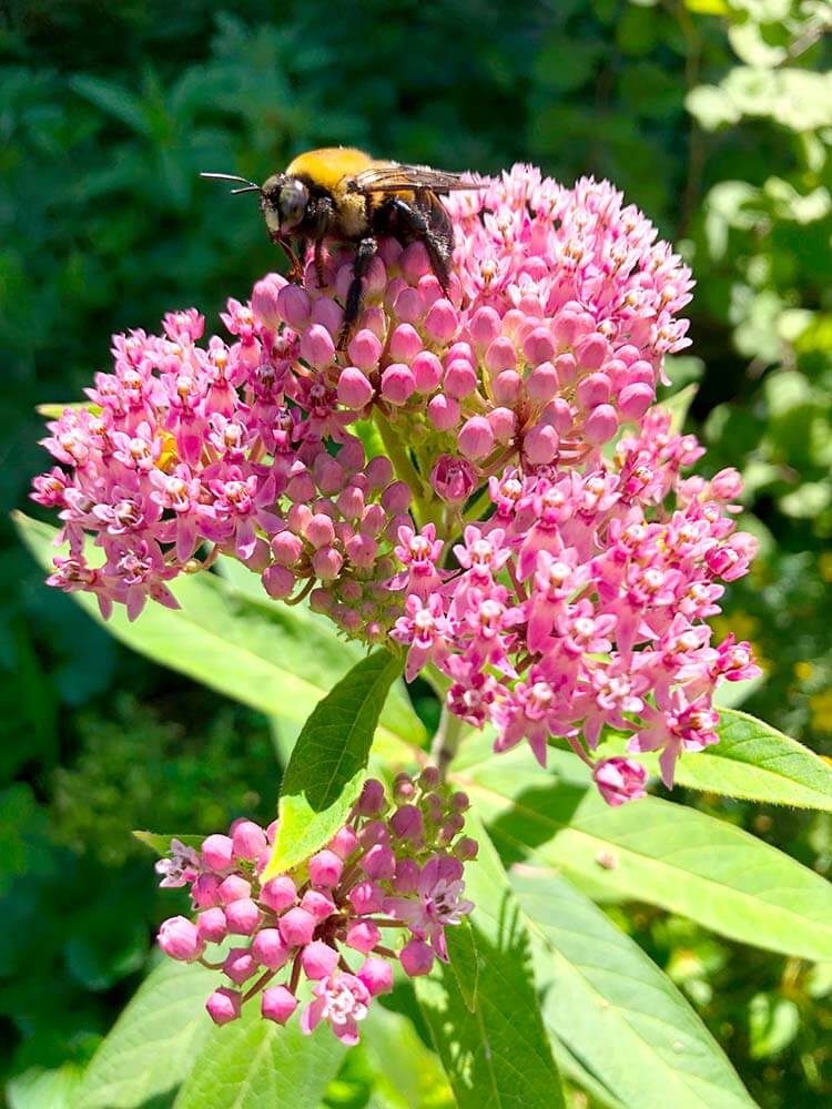 Asclepias Incarnata (Swamp Milkweed)