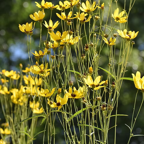 Coreopsis Tripteris (Tall Coreopsis)