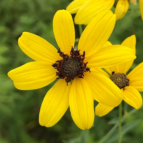 Coreopsis Tripteris (Tall Coreopsis)