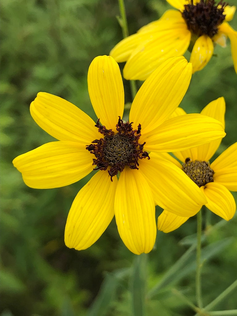 Coreopsis tripteris (Tall Tickseed)