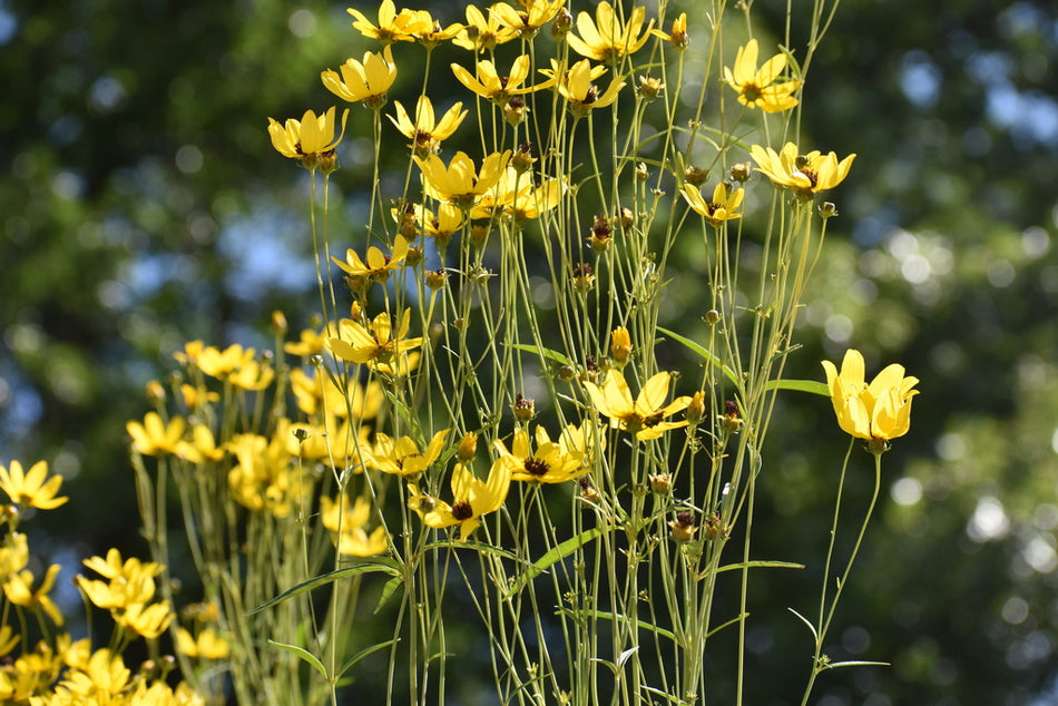 Coreopsis tripteris (Tall Tickseed)