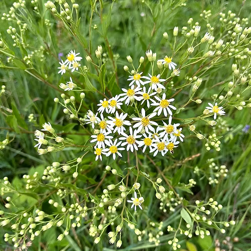 Doellingeria Umbellata (Parasol Whitetop Aster)