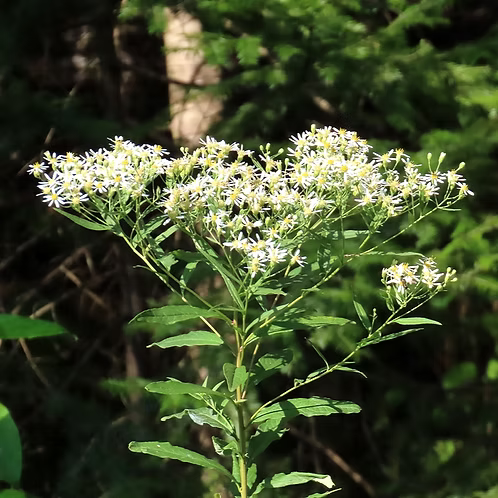 Doellingeria Umbellata (Parasol Whitetop Aster)