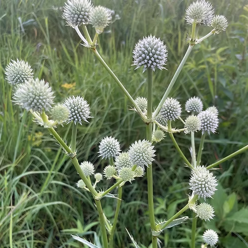 Eryngium Yuccifolium (Rattlesnake Master)