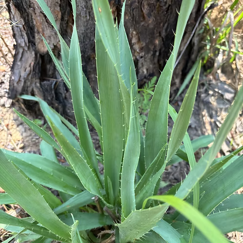 Eryngium Yuccifolium (Rattlesnake Master)