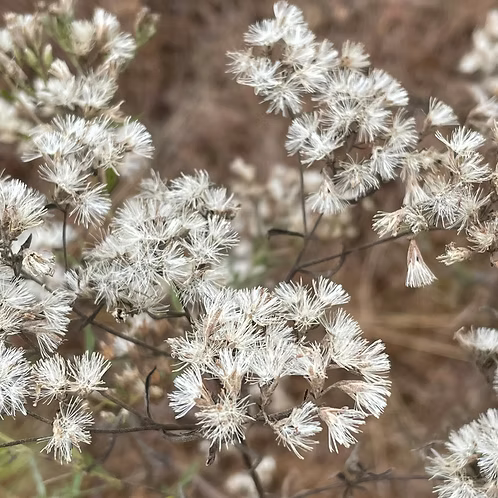 Eupatorium Hyssopifolium (Hyssop-Leaf Thoroughwort)