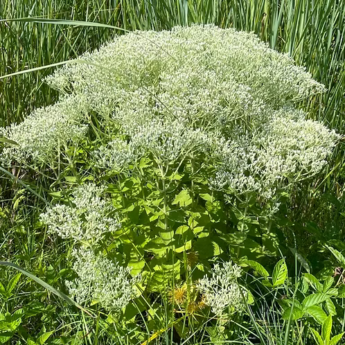 Eupatorium Pubescens (Hairy Thoroughwort)