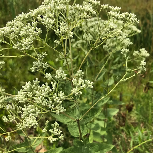 Eupatorium Pubescens (Hairy Thoroughwort)