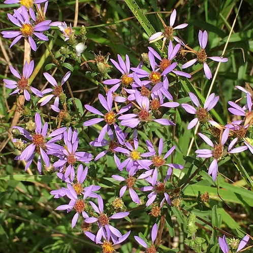 Eurybia Compacta (Slender Aster)